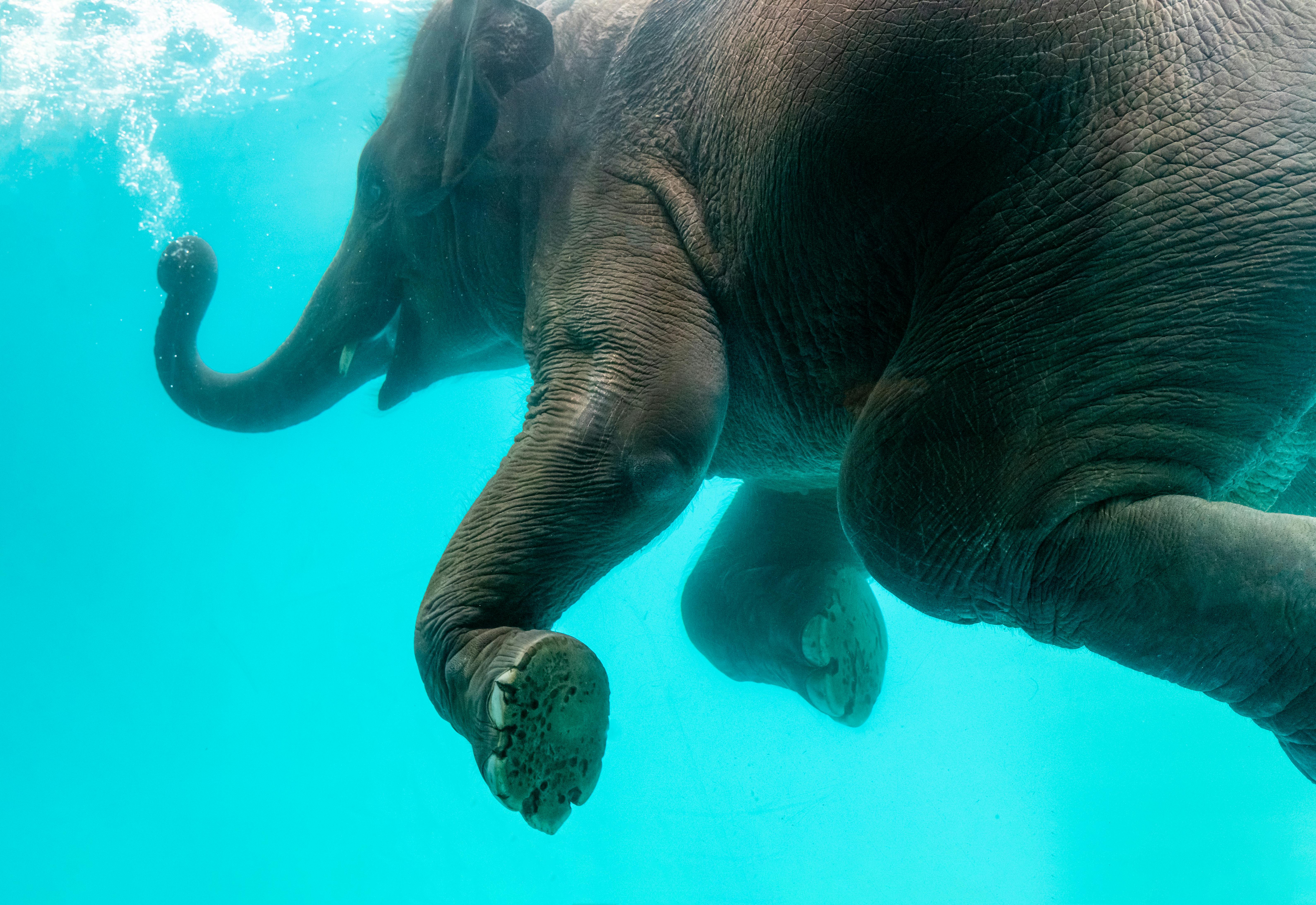 Elephant in pool
